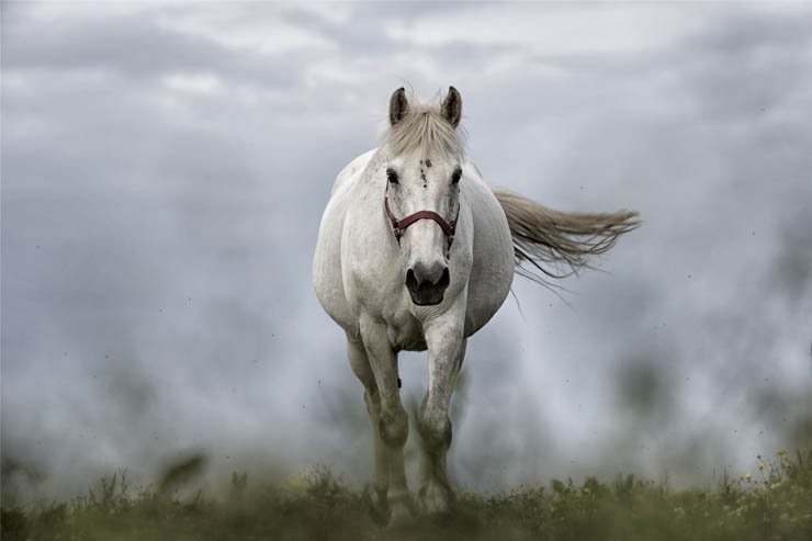 white horse fog zoo animal