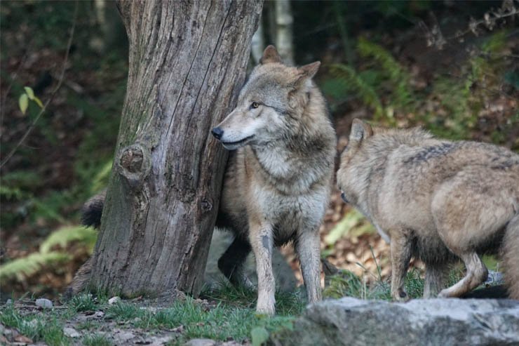 wolves sneaking behind trees animal animals zoo forest jungle