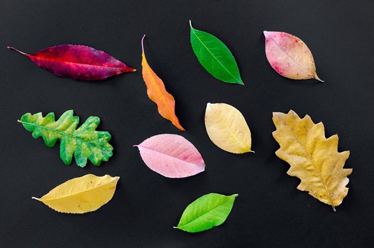 autumn fall nature leaf leaves creative