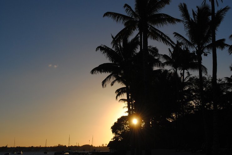 backlit shadow sillhouette palm trees tree nature sunset