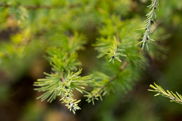 eve snow christmas xmas holiday holidays tree decoration decorations new year leaf