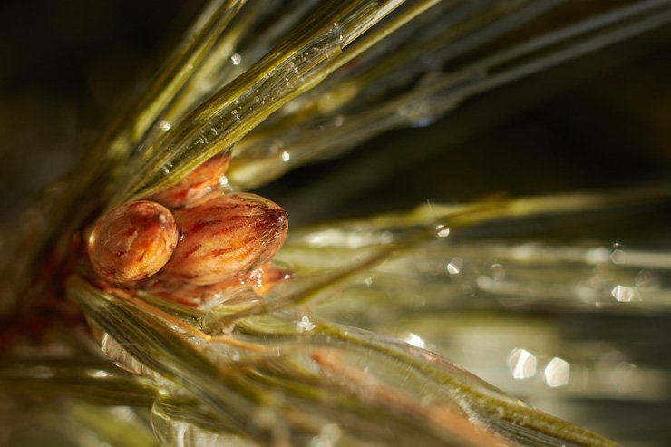 eve snow christmas xmas holiday holidays tree decoration decorations new year nut light lights