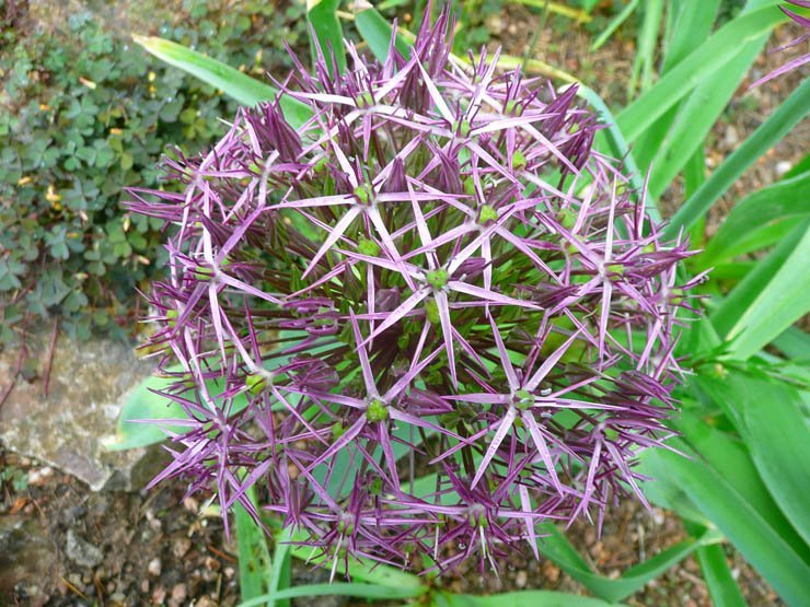 flower flowers floral spring nature plant plants leaf nature