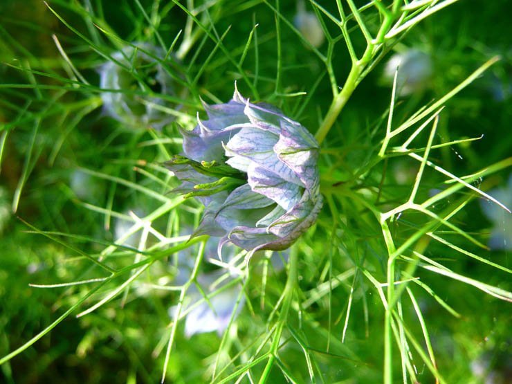 flower flowers floral spring nature plant plants leaf sun sunny