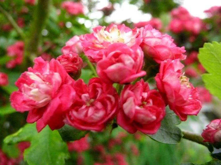 flower flowers floral spring nature plant plants red roses rose nature leaf