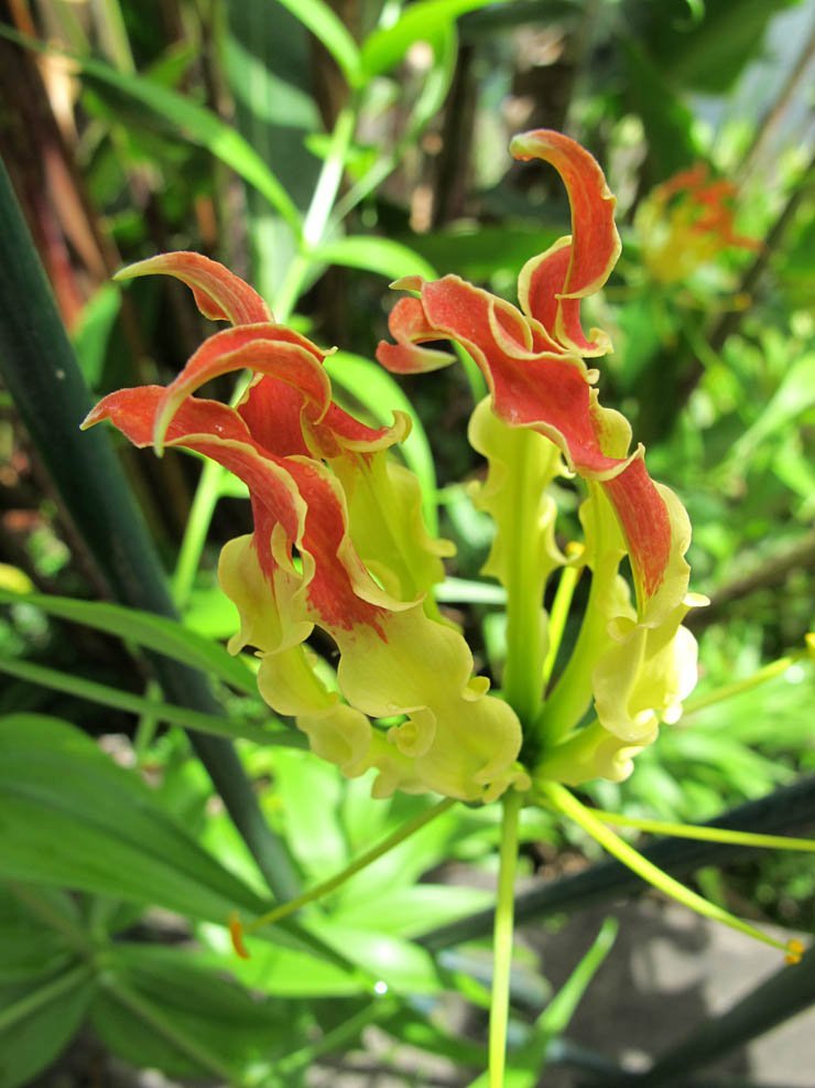 flower flowers floral spring nature plant plants red sun sunny