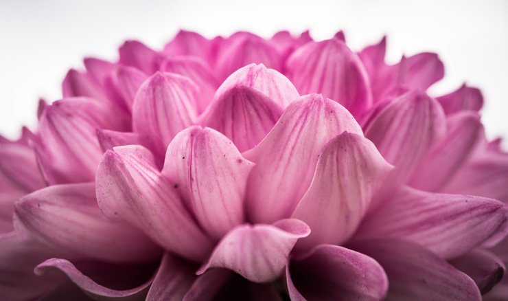 flowers flower rose roses nature beauty