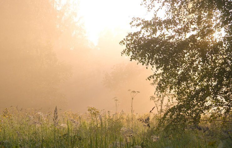 fog nature forest trees tree plants