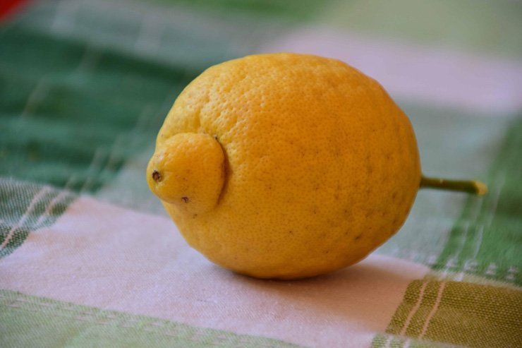 fruit fruits food health healthy vitamin vitamins napkin lemon