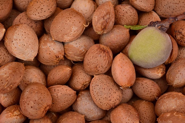 fruit fruits food healthy health almond nut nuts