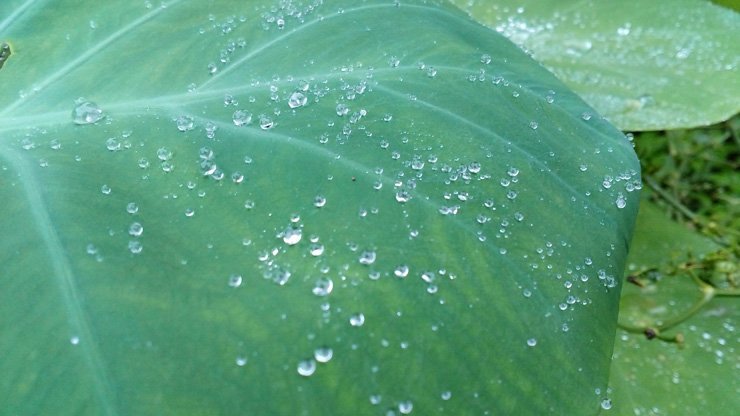 leaves leaf mist moist drops water drop droplet nature green plant