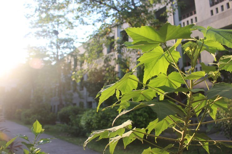 leaves leaf street nature green spring