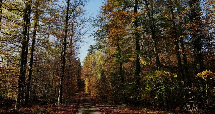 nature autumn fall landscape forest trees tree long tall