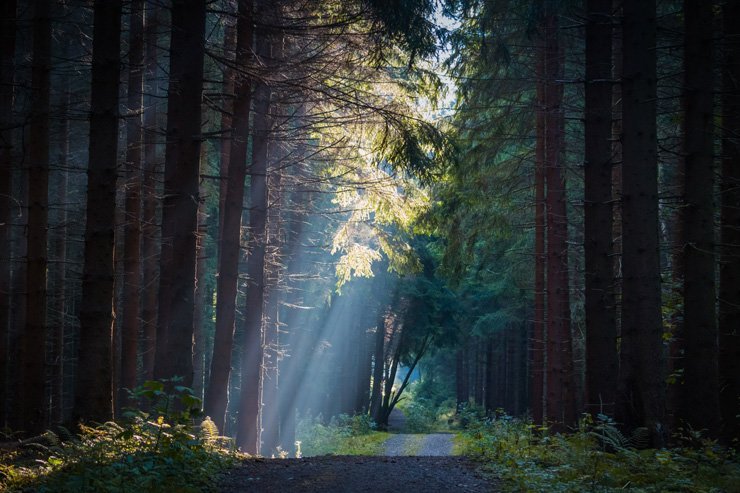 nature autumn fall landscape forest trees tree sun rays ray