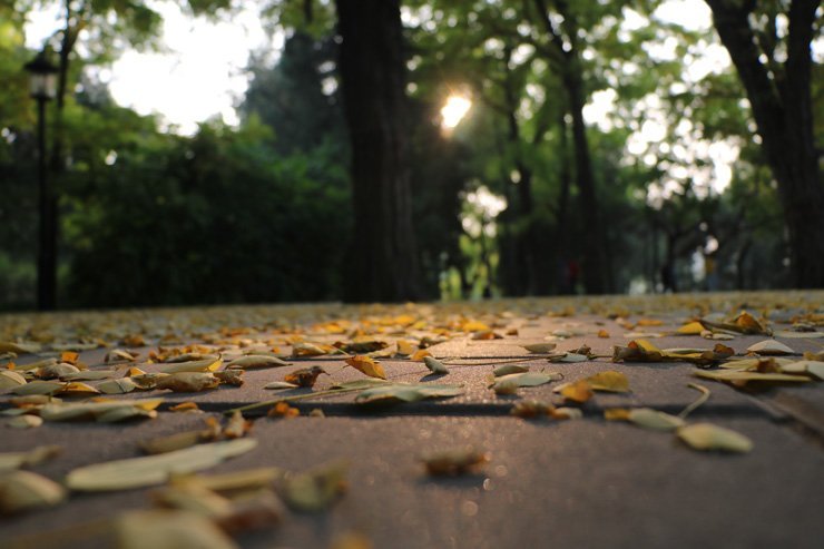 nature autumn fall landscape leaf leaves trees tree park forest