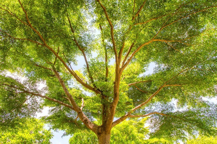 nature green tree big landscape spring summer