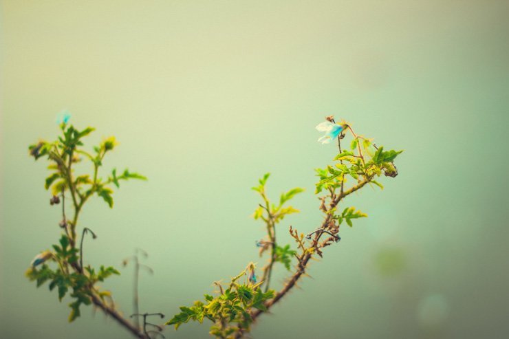 nature plant plants leaves leaf landscape