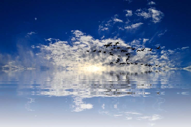 nature sea sky ocean clouds cloudy water landscape summer birds
