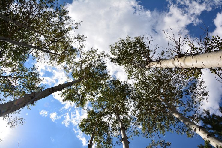 tree height high tall long sky clouds cloud cloudy nature