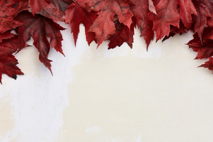 tree orange leaf leaves autumn holiday holidays halloween red