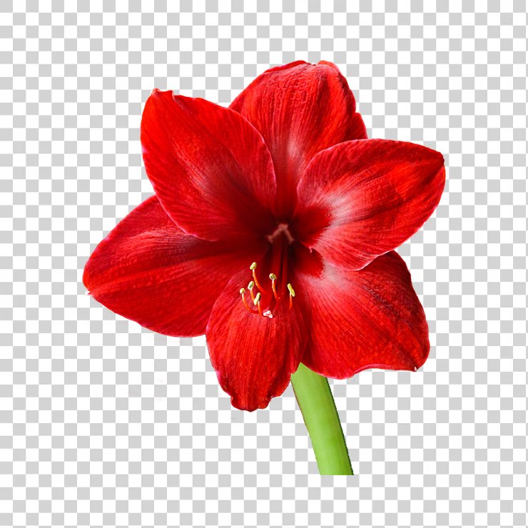 Amaryllis