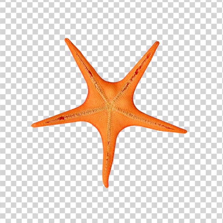 
									Star Fish