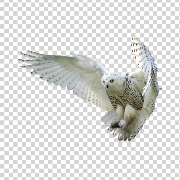 Bird 4