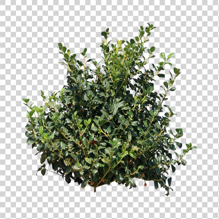 Bush 69