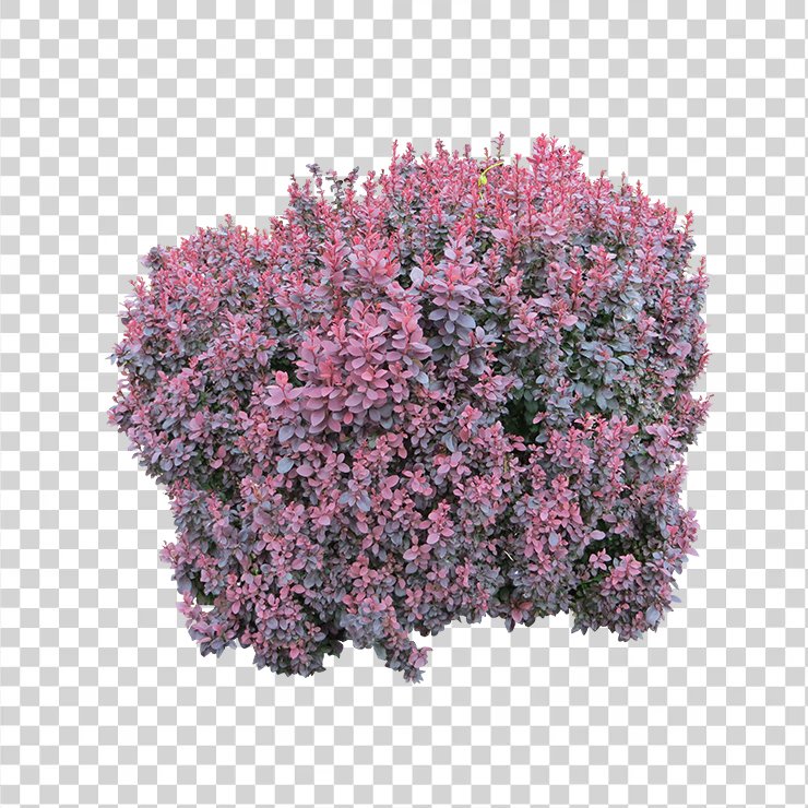 
									Bush 6