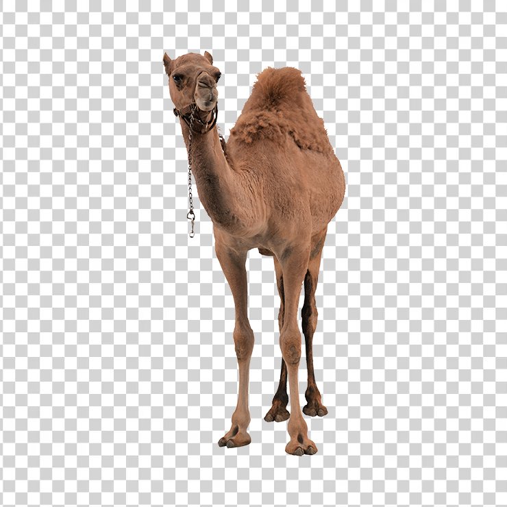 Camel 03