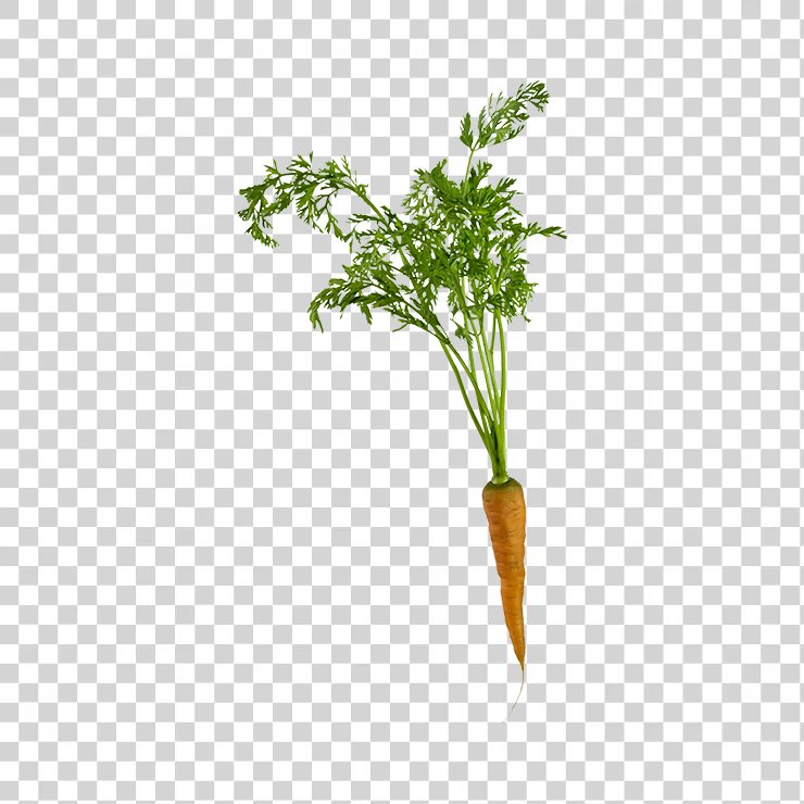 Carrot 6