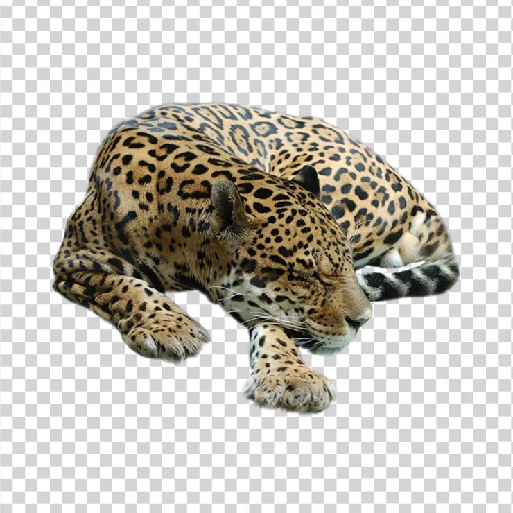 Cheetah 03