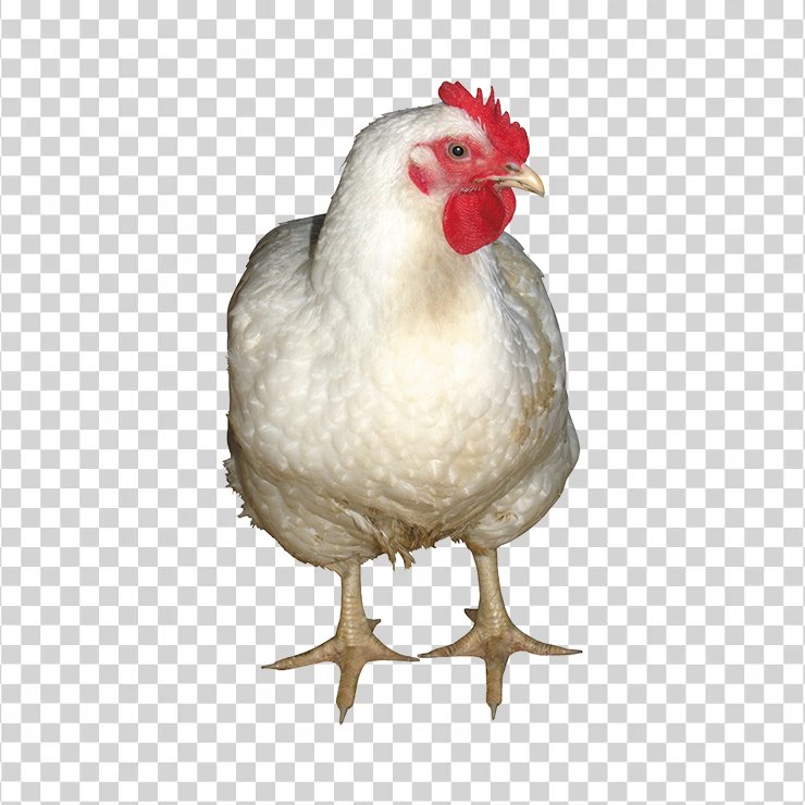 Chicken 05