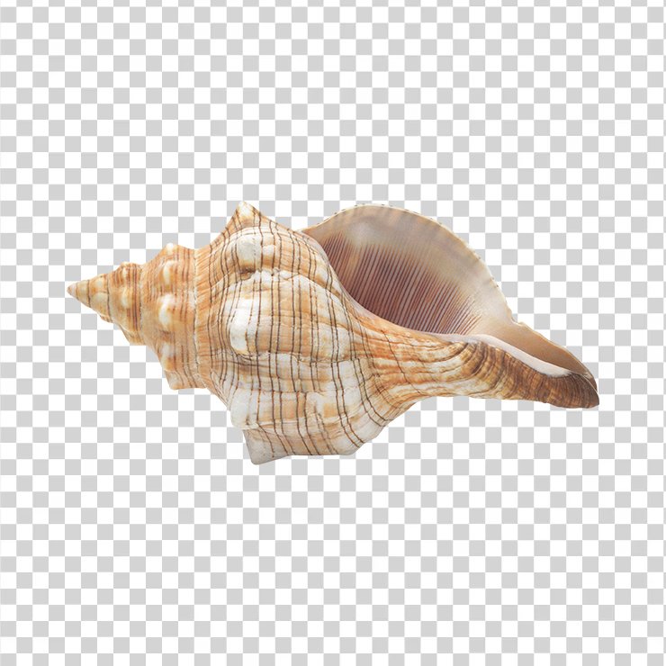 Conch 14