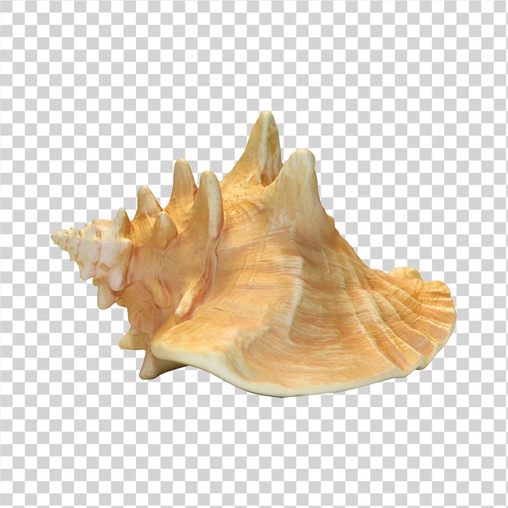 Conch 22