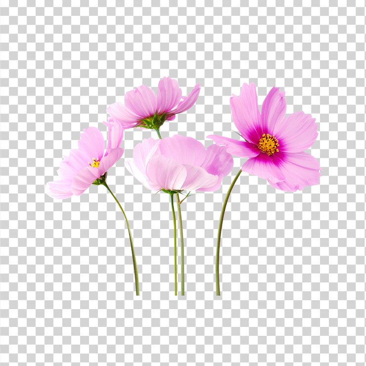 Cosmea Flower