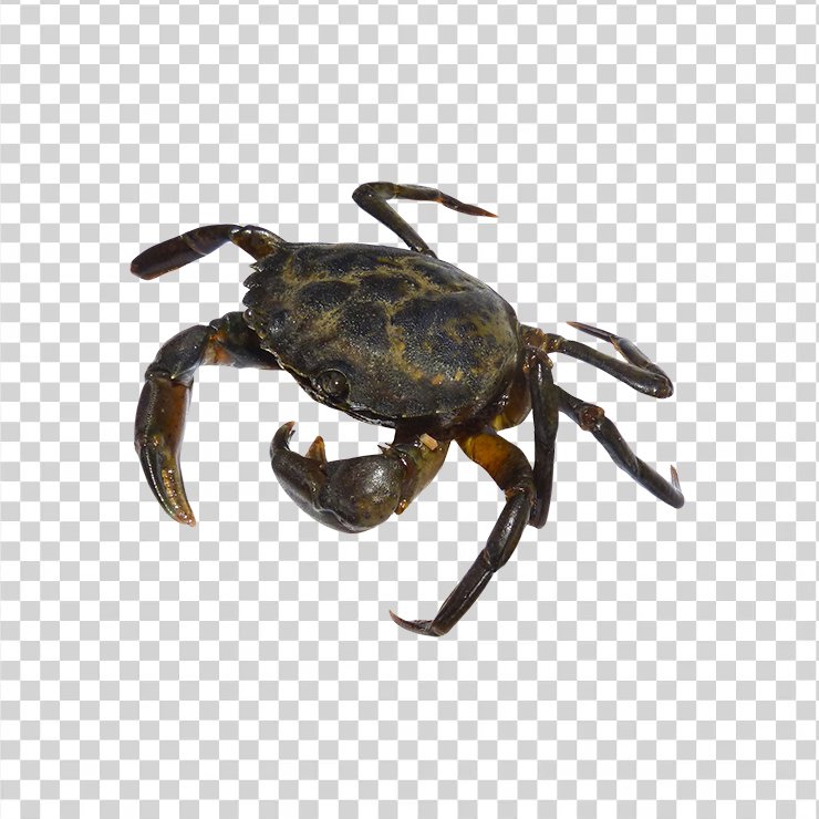 Crab 09