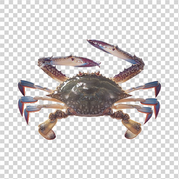 
									Crab 16