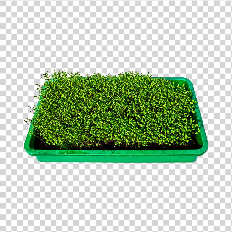 Cress