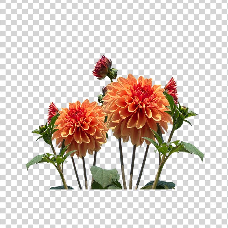 Dahlias 1