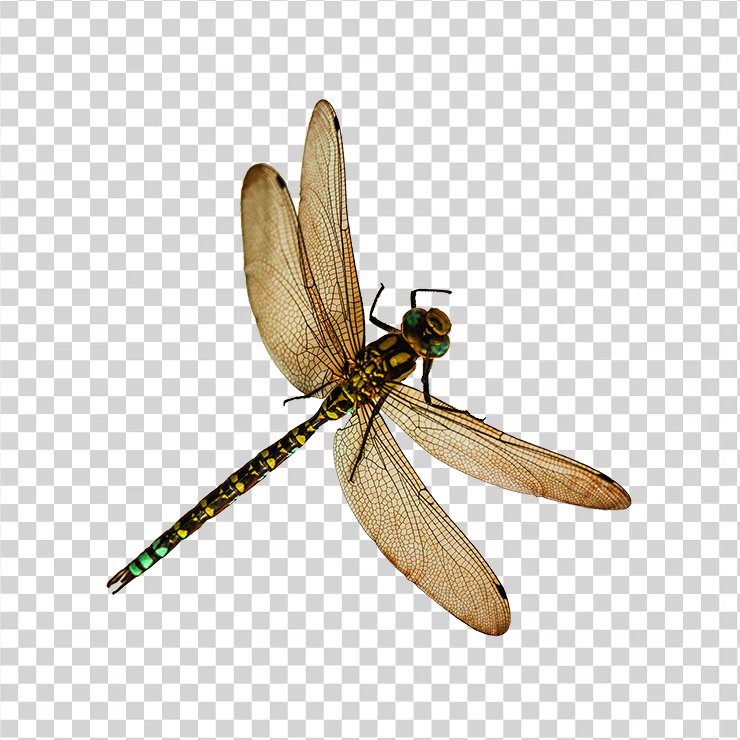 Dragonfly