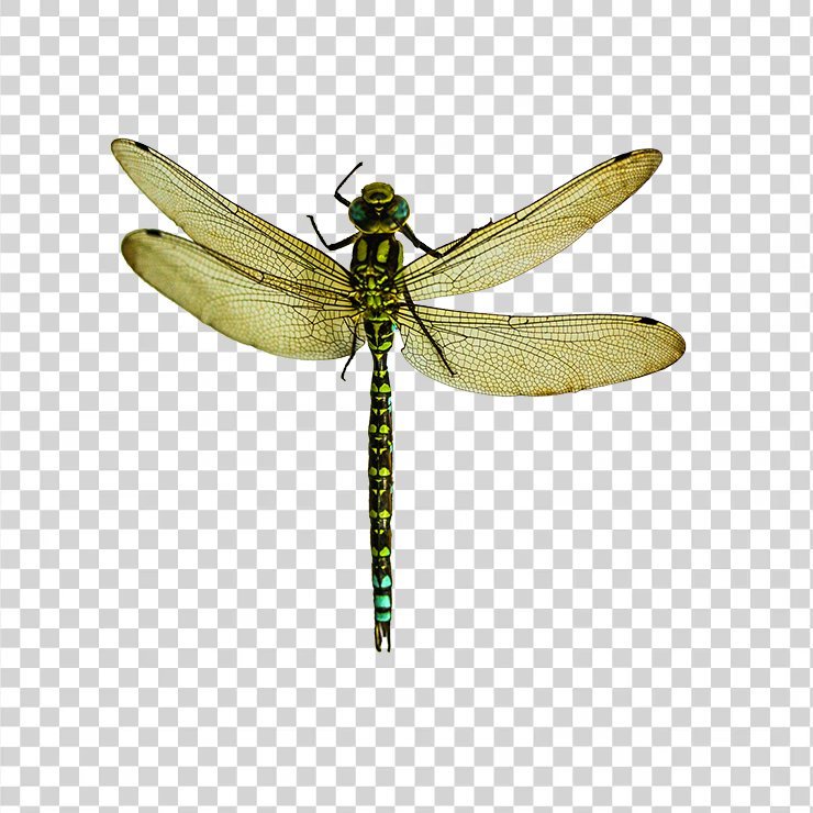 Dragonfly 1