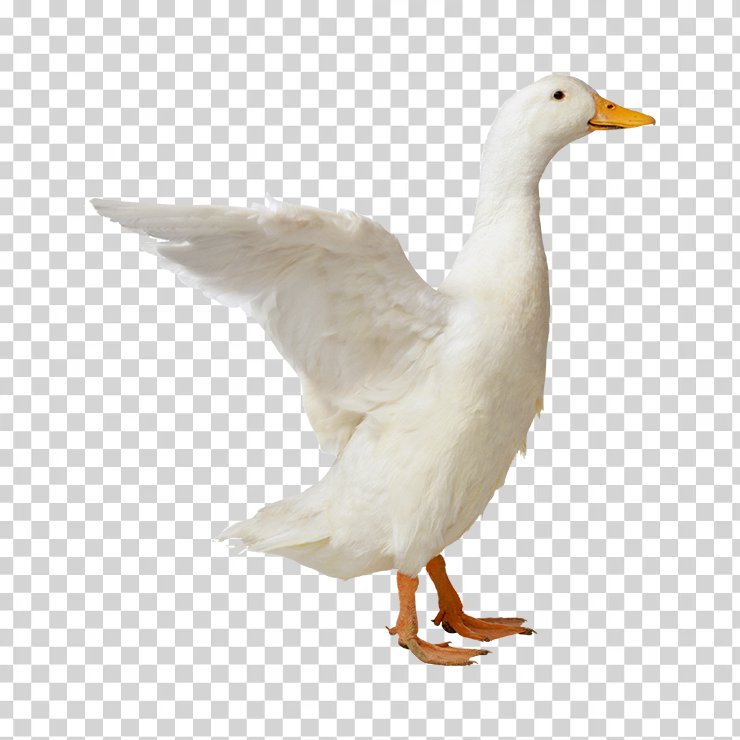 Duck 01