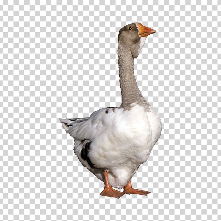 Duck 02