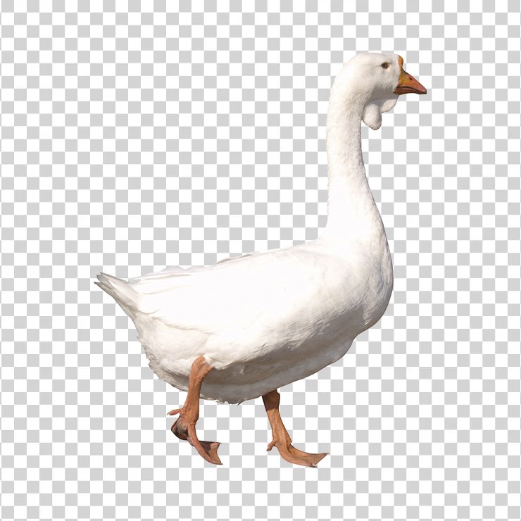 Duck 05