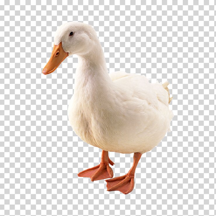 Duck 09