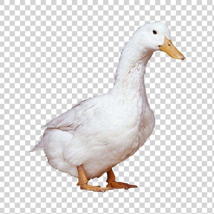 Duck 10