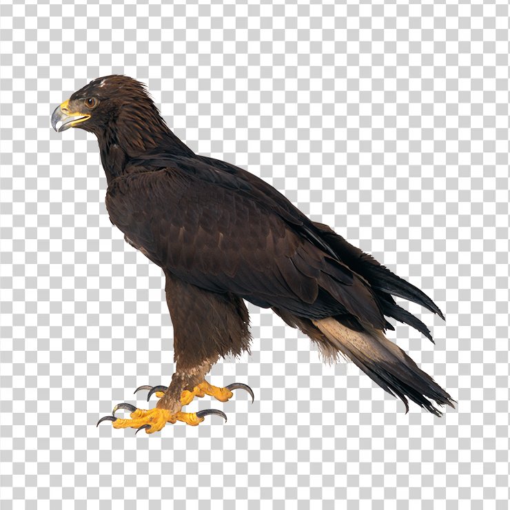 Eagle 01