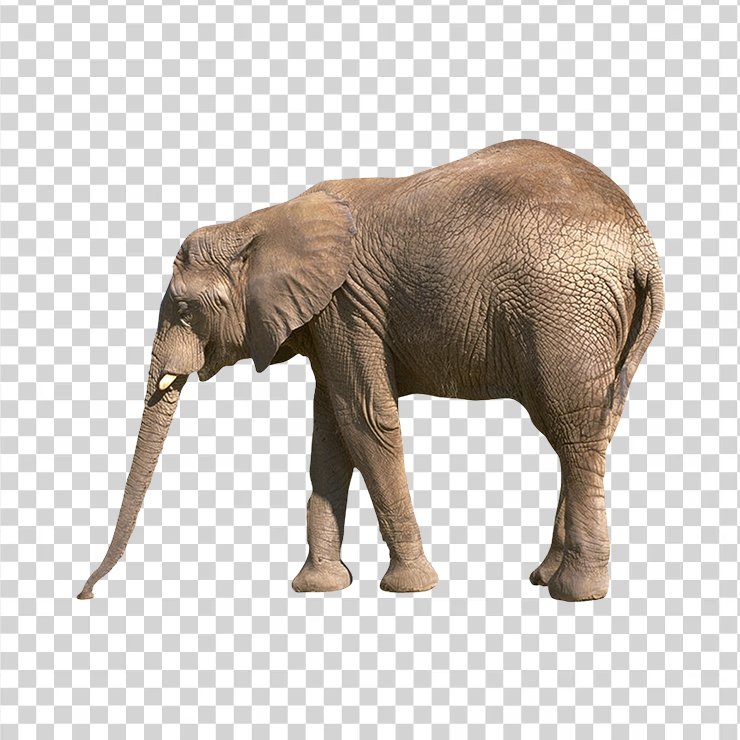 Elephant 06