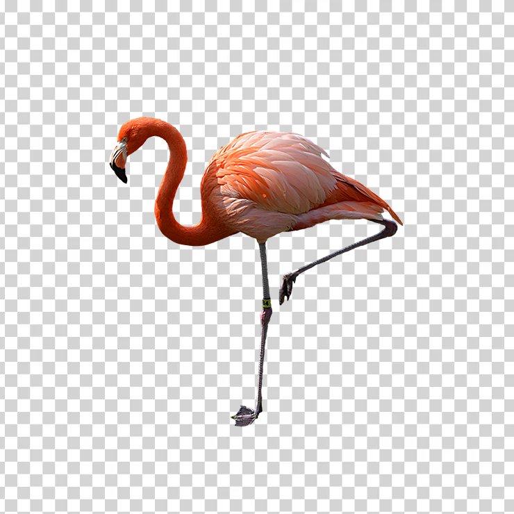 Flamingo 04